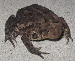 Toad2011.jpg