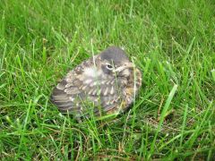 kleinerVogel.jpg